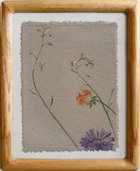 Delphinium Sprout