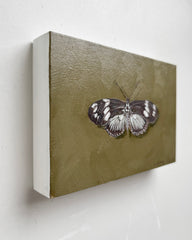 Doris Longwing Butterfly