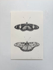 Doris Longwing & Gulf Fritillary Butterfly