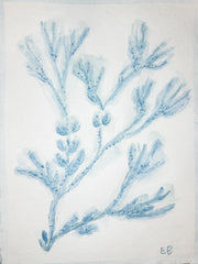 Blue Sea Kelp No. 4