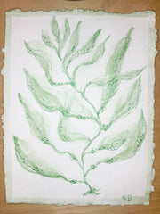 Green Sea Kelp No. 1