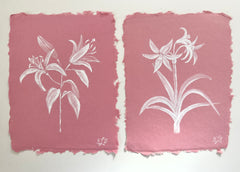 Crinum Lily 'Stars and Stripes'