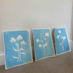 Butterfly Ranunculus