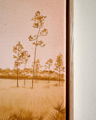 Longleaf Pines