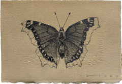 Mourning Cloak Butterfly