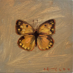 Orange Sulphur Butterfly