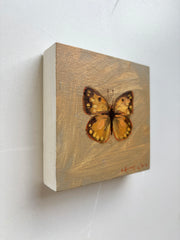 Orange Sulphur Butterfly