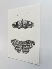 Postman & Mexican Bluewing Butterfly