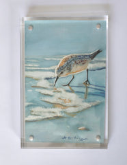 Sanderling
