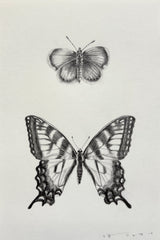 Western Pygmy Blue & Tiger Swallowtail Butterfly