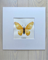 Butterfly No. 22