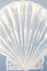 Scallop Shell on Blue