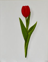 Red Tulip 2