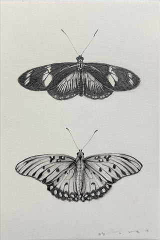 Doris Longwing & Gulf Fritillary Butterfly