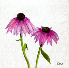 Echinacea