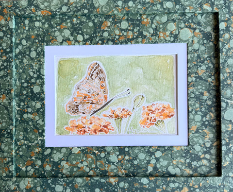 Butterflies 034