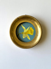 Daffodil xii