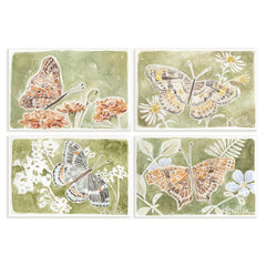 Butterflies 033
