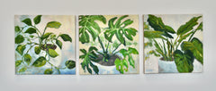 Monstera