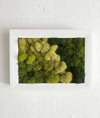 Moss Mini