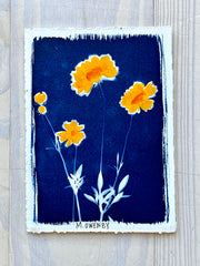 Summer Susans II