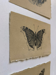 Mourning Cloak Butterfly