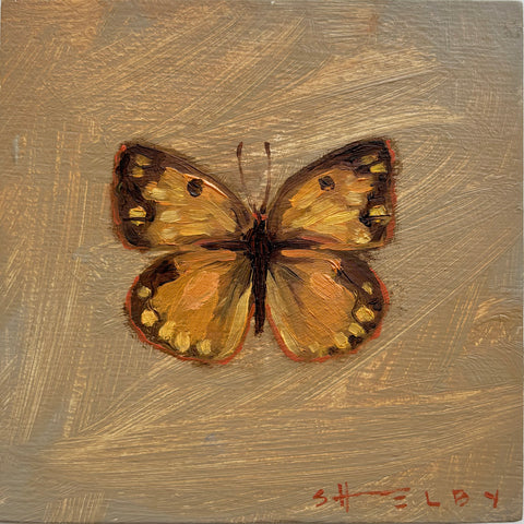 Orange Sulphur Butterfly