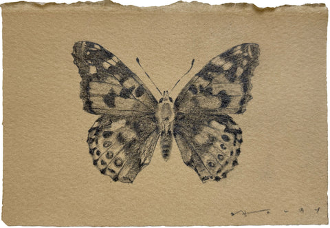 Painted Lady Butterfly