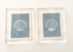 Petite Shell on Dust Blue No. 2