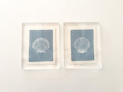 Petite Shell on Dust Blue No. 2