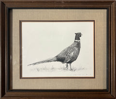 Ring-Necked Pheasant
