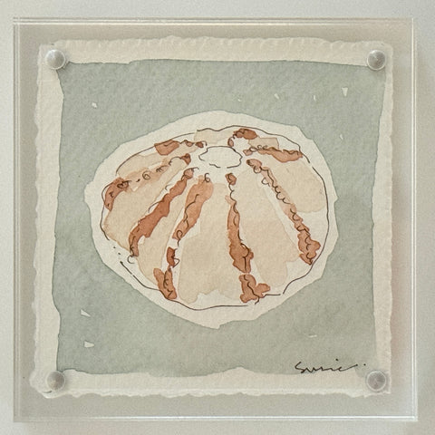 Original Susie Shell No. 15