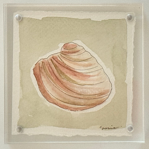 Original Susie Shell No. 8