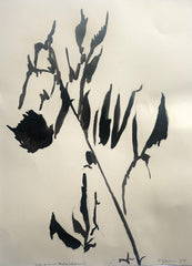 Virginia Blackberry Shadow