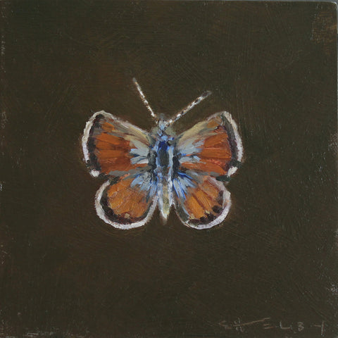 Western Pygmy Blue Butterfly