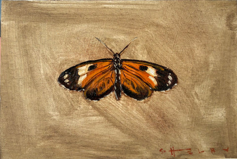 Tiger Longwing Butterfly