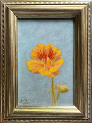 Nasturtium Study