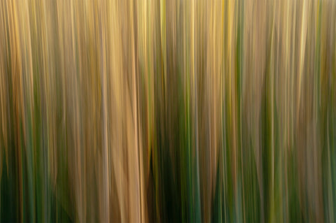 Marsh Reeds Winter #72819