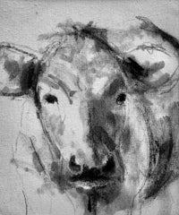 Cow Study