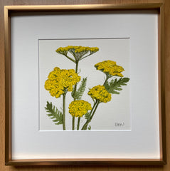 Yarrow