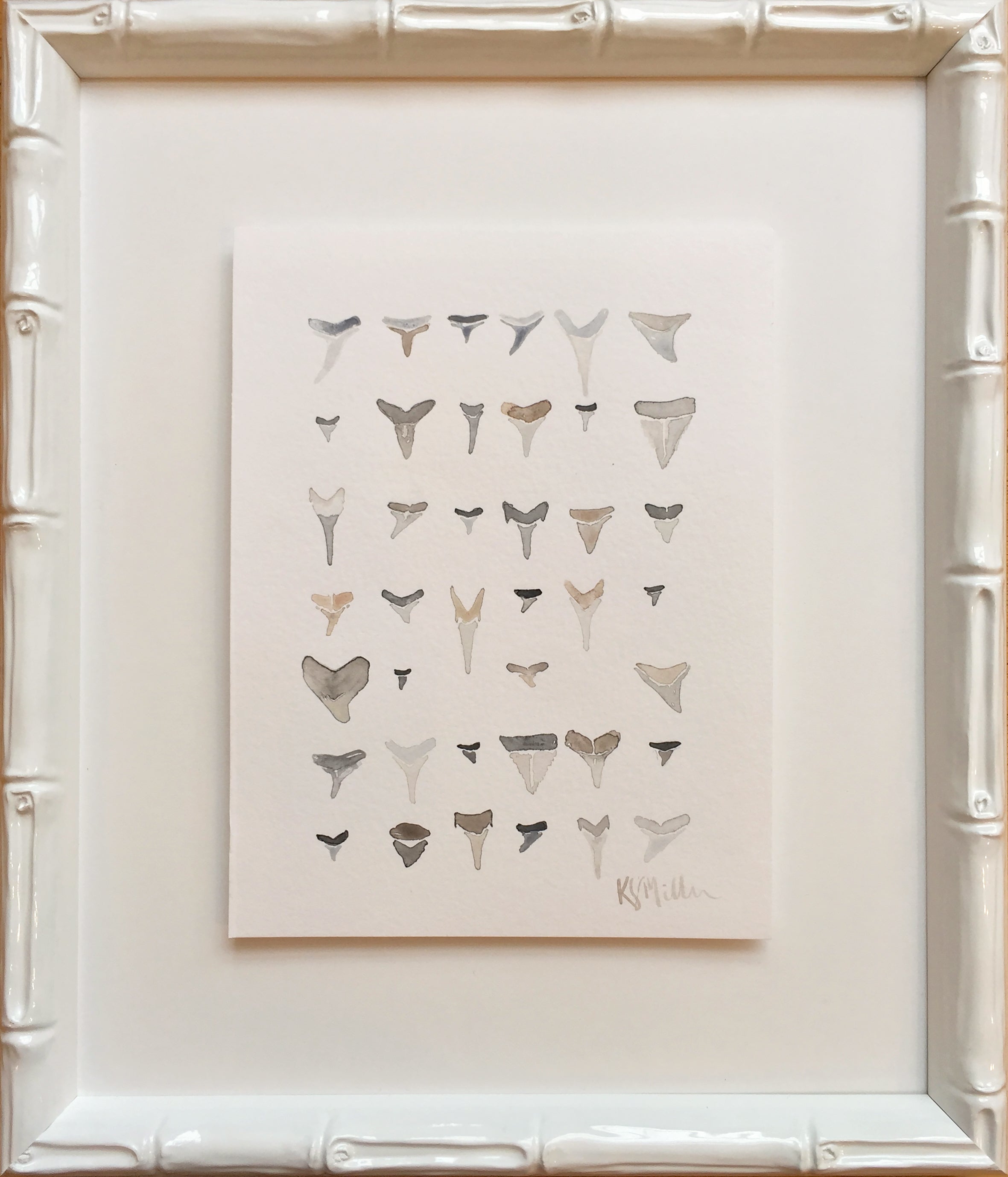 Sharks Teeth