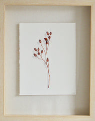 Acorn Study 4