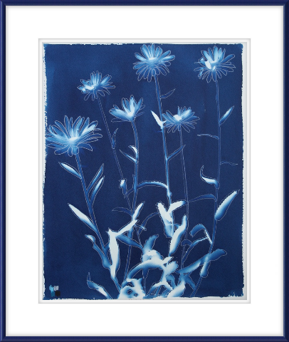 Shasta Daisies