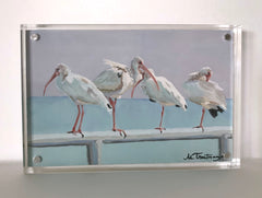 White Ibis